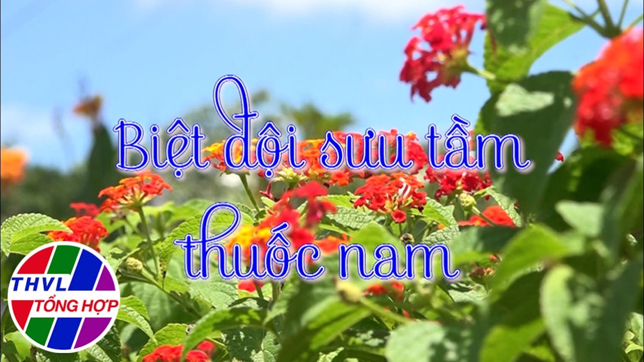 Hoa đẹp giữa đời thường: Biệt đội sưu tầm thuốc nam