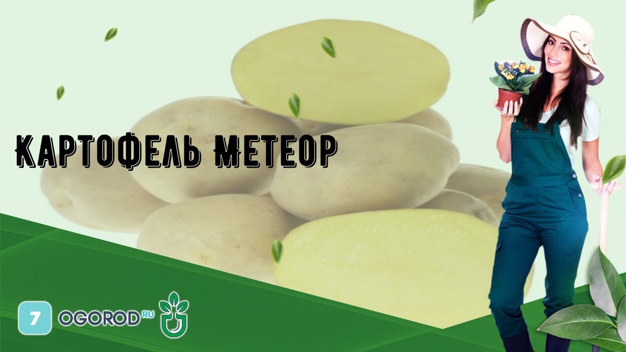 Картофель Метеор