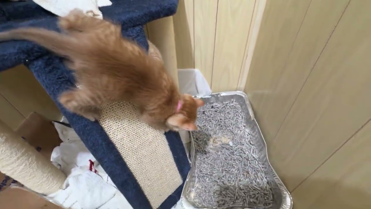 Poppy’s demon kittens 🐱 play in closet nursery 