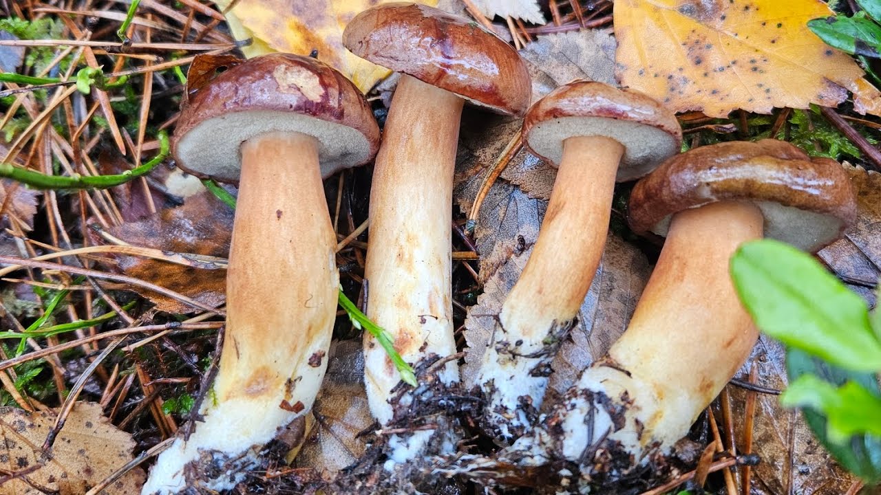 Koniec października a tu pół kosza grzybów . Cieszę się 