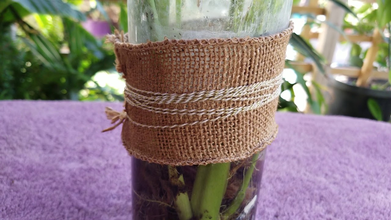 Como poner, una planta de alcatraz en agua.