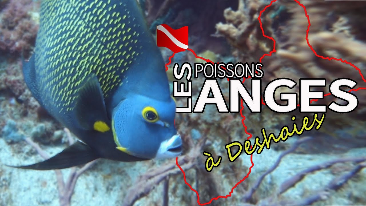 Plongée en Guadeloupe : Les poissons anges