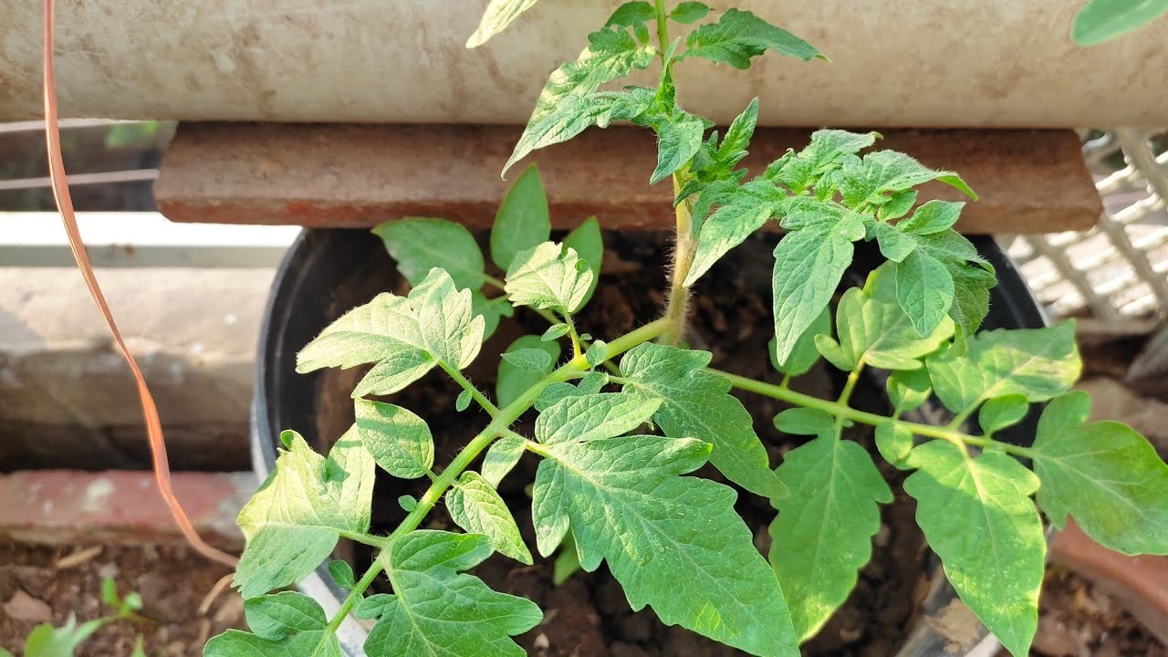 who to grow tamatar ki nursery مٹی کی تیاری اور پنیری کے ٹرانسفر