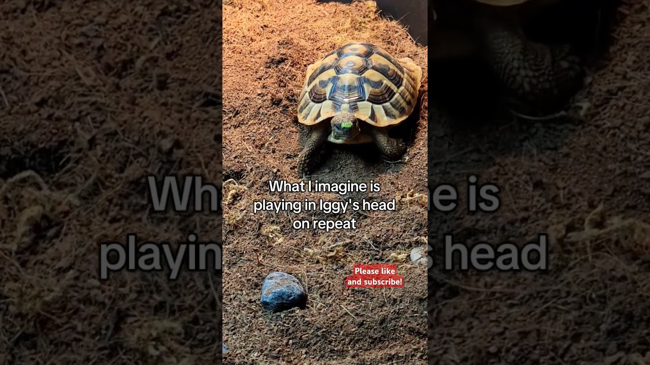 #pettortoise  #cuteanimals #babyanimals #funnyanimals #tortoise