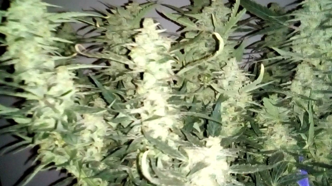 Zkittles OG early harvest.11 weeks from seed.