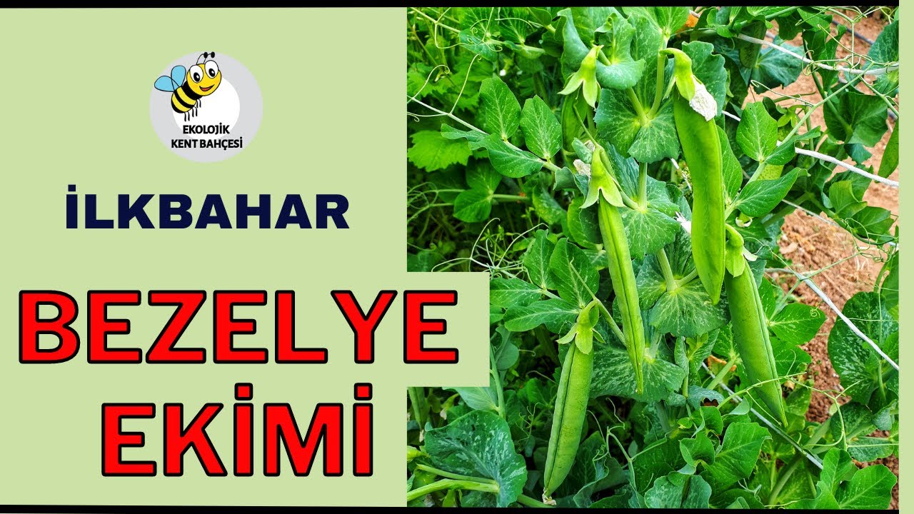 İlkbahar'da Bezelye Ekimi
