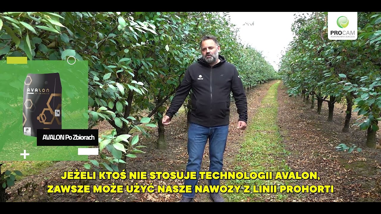 Zabiegi po zbiorach wiśni &ndash; jak zadbać o sad po rekordowych plonach? #horti