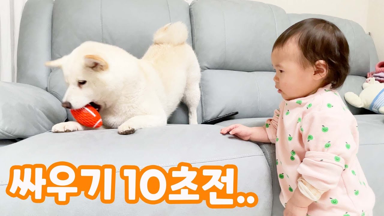 아기와 강아지가 싸우는 이유... ㅋㅋㅋ