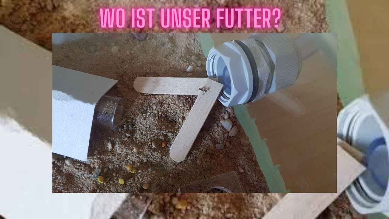 Messor barbarus - gr&ouml;&szlig;eres Futterangebot - damit die Damen genug haben!