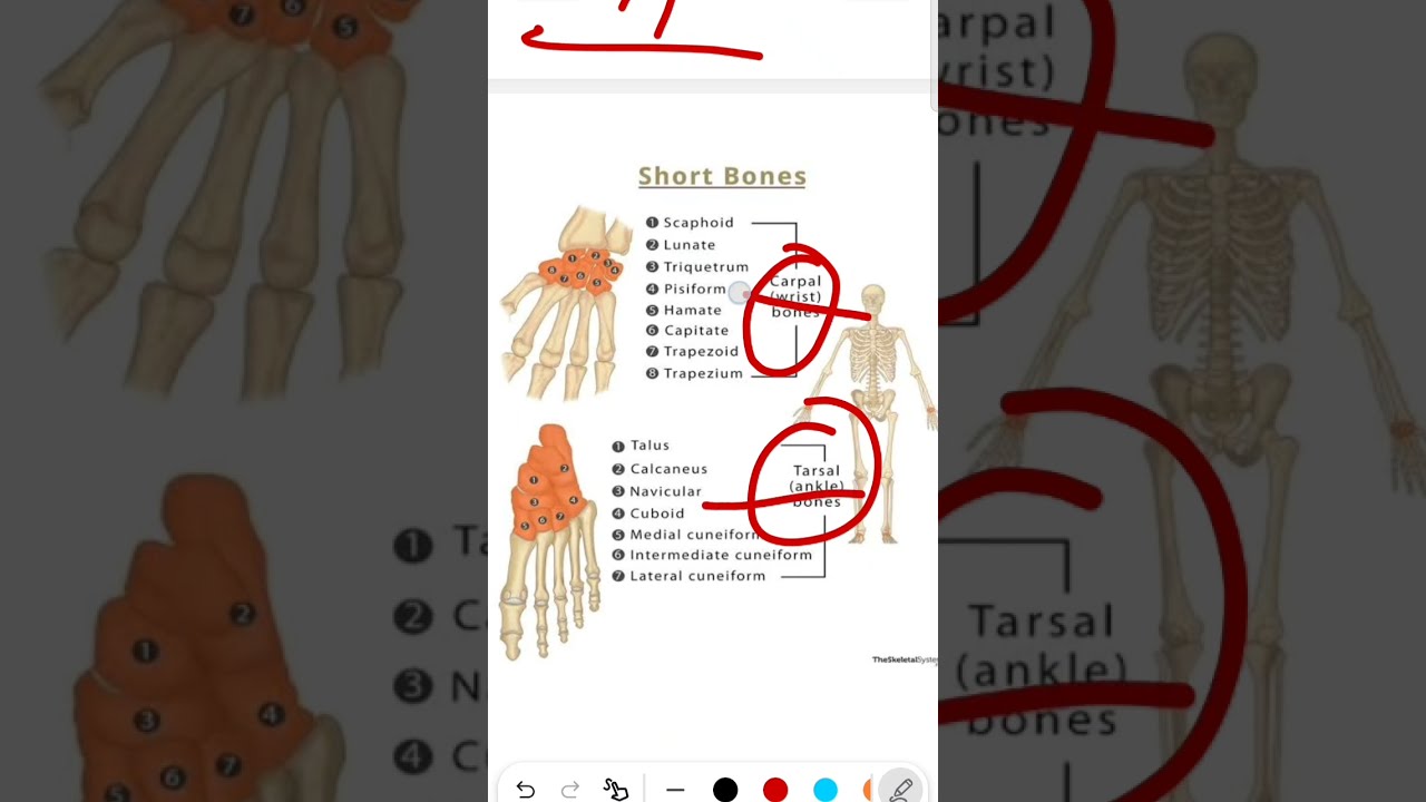 TYPES OF BONE #norcet #nursingstudyguide #tricks 