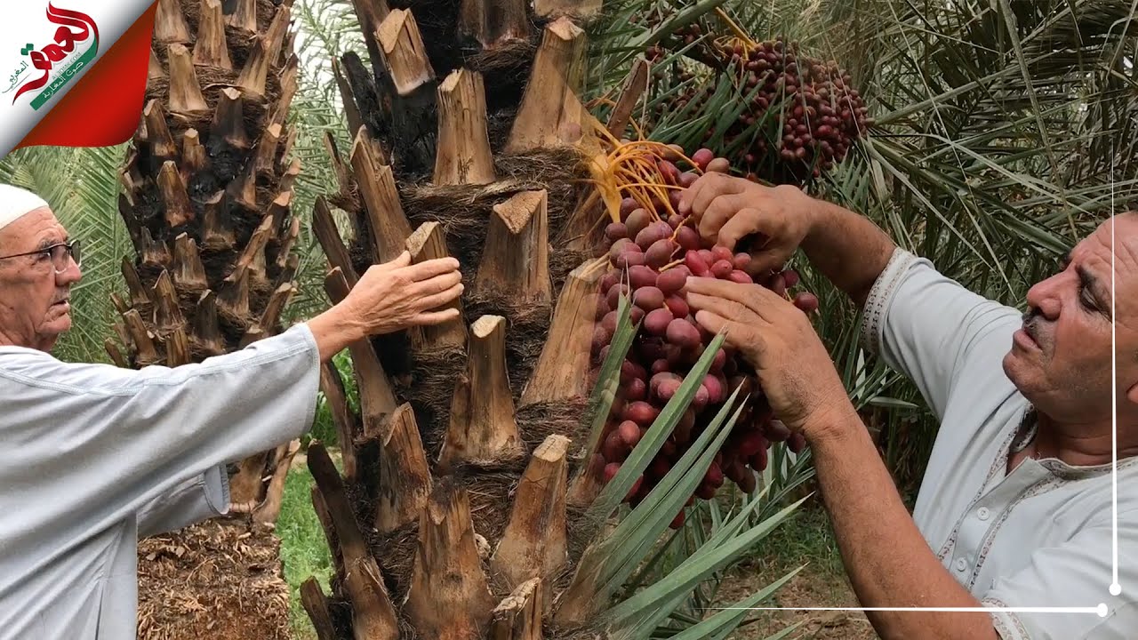 حدو .. فلاح من زاكورة يشكو هجوم البيوض على نخيله ومرور خط كهربائي عالي الجهد وسط ضيعته
