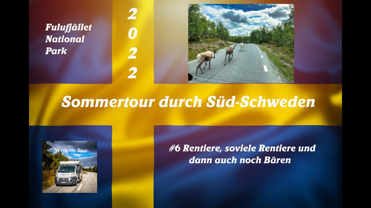 Südschweden  #6 Rentiere, so viele Rentiere und am Schluss noch Bären