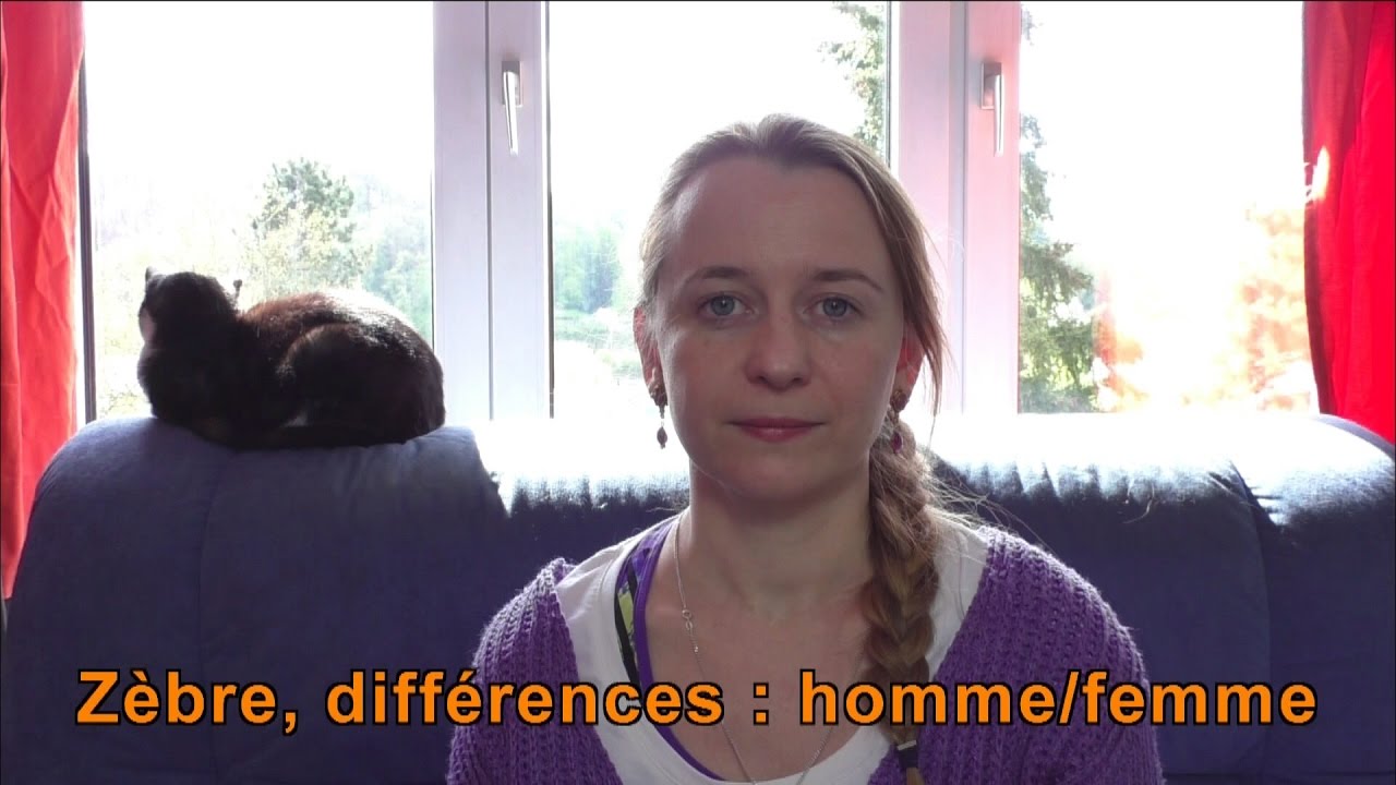 Zèbre : differences homme/femme