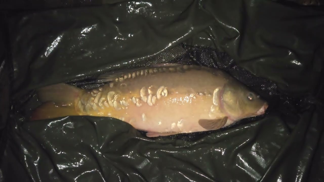 Avoiding the Blank 26 Part 1 (A flooded Hampshire Avon and Carp fishing at Woodside Lakes)