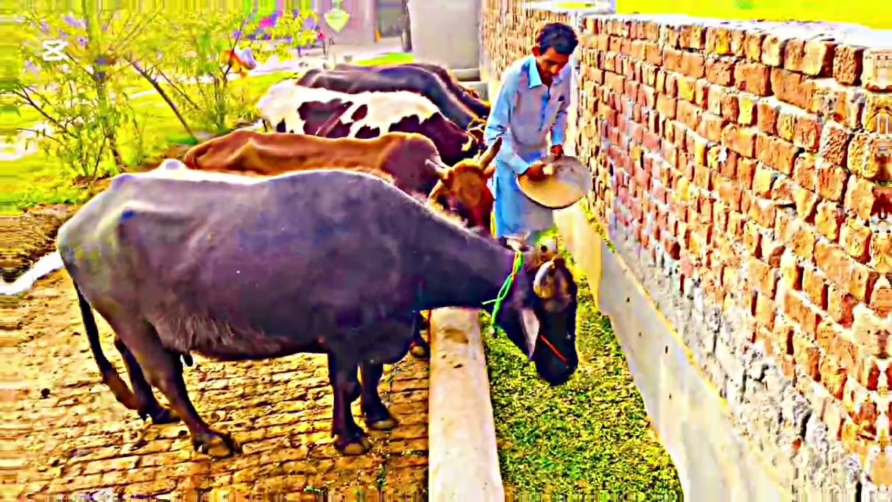 Apna  Daira # foryou # farming