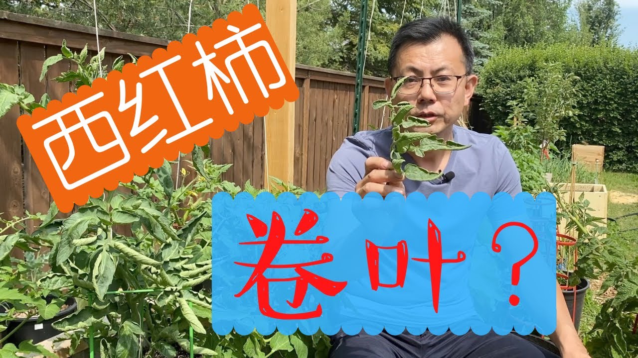 西红柿为什么会卷叶？生理性卷叶、病理性卷叶、微量元素的缺失、除草剂漂移，一一为你道来！