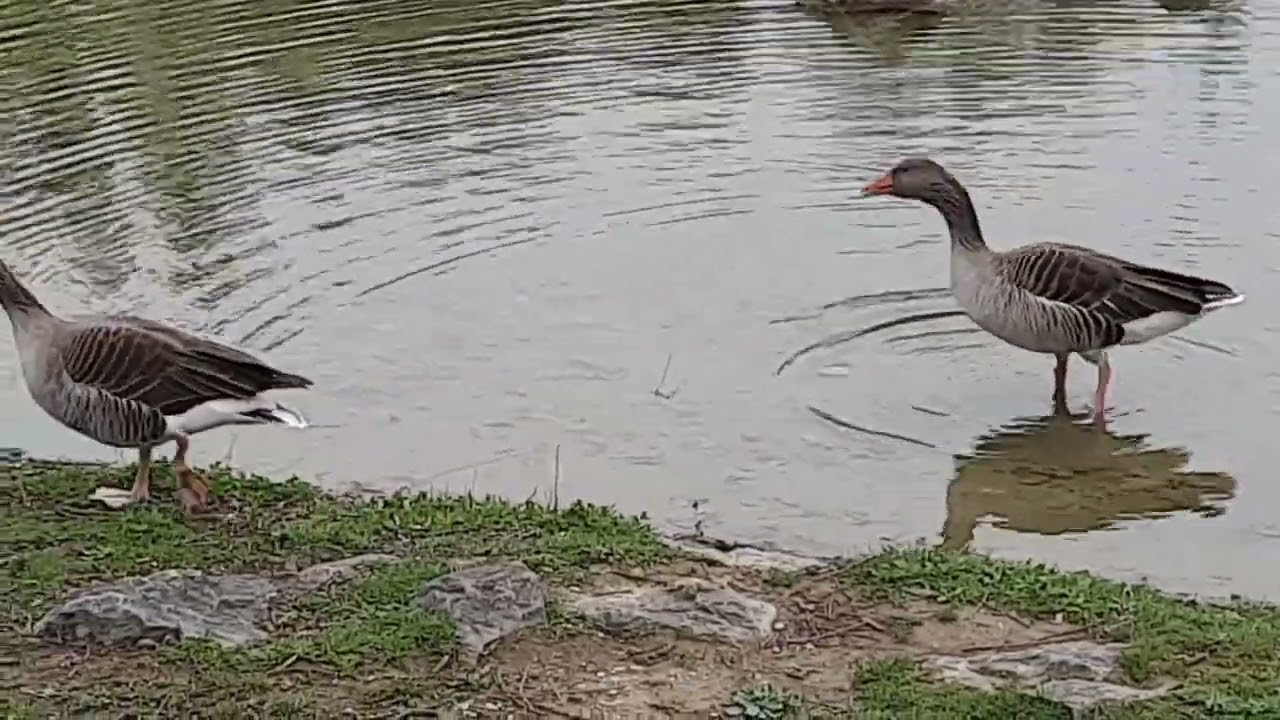 01. April 2025. Die Gänse - April 2024. 🥰 The Geese - April 2024.