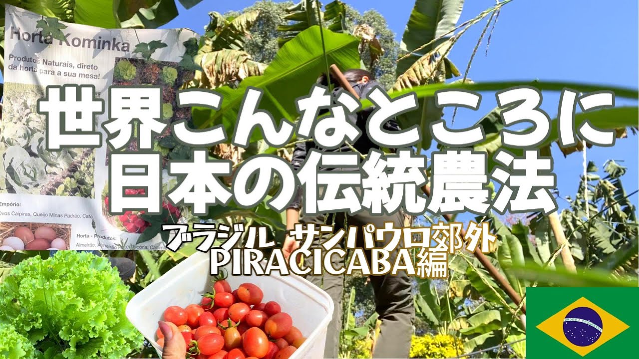 日本の裏側のブラジルで日本の伝統農法が守られていました、サンパウロ、ピラシカバ