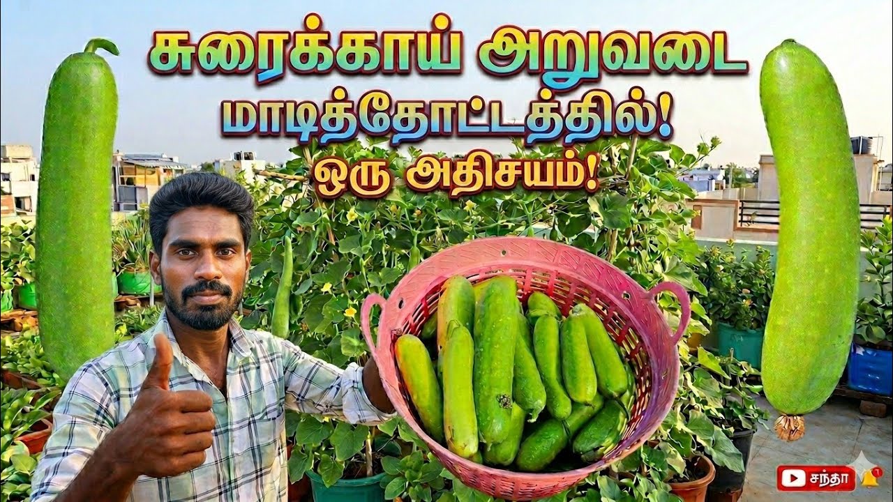 மாடித்தோட்டத்தில் சுரைக்காய் அறுவடை! வளர்ப்பது எப்படி? | Bottle Gourd Harvest in Terrace Garden