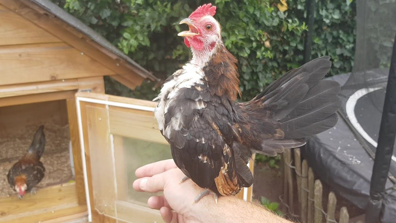 Micro, very tame (Ayam) Seramarooster