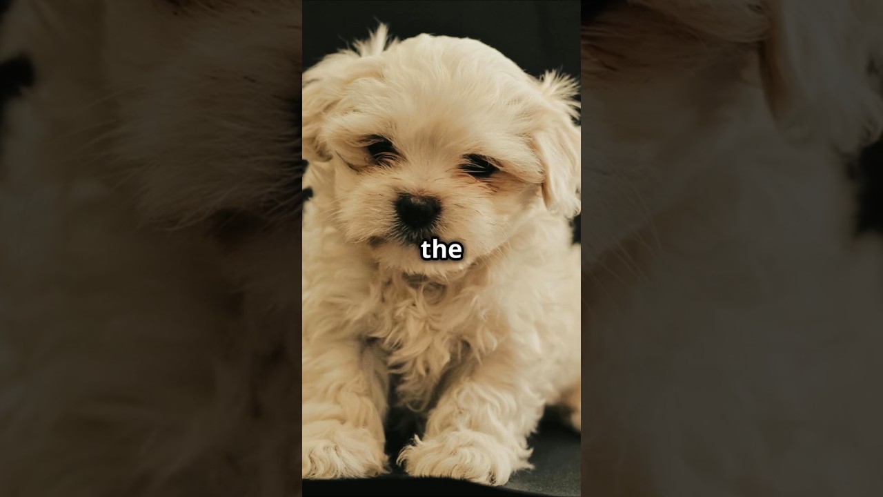 Top 10 Fluffiest Animals #fluffyanimals #cuteanimals #animalshorts #animalfacts #adorableanimals
