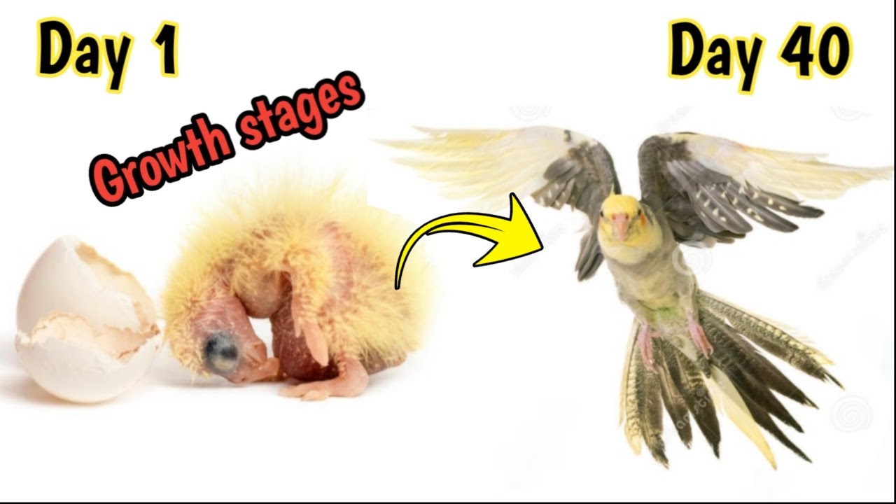 Cockatiel baby growth stage|cockatiel baby growth time-lapse| from egg to self
