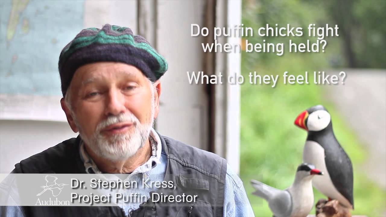 What's it like holding a puffin?