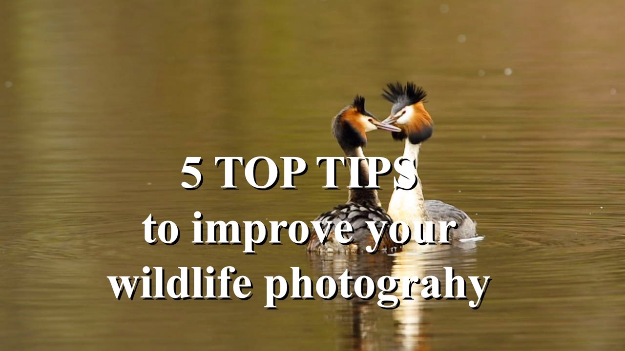 My Top 5 Tips for better wildlife images!