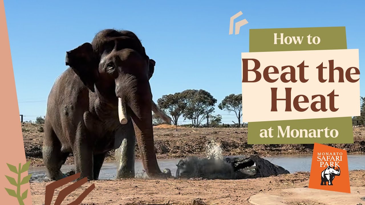 How Animals Beat the Australian Summer at Monarto Safari Park