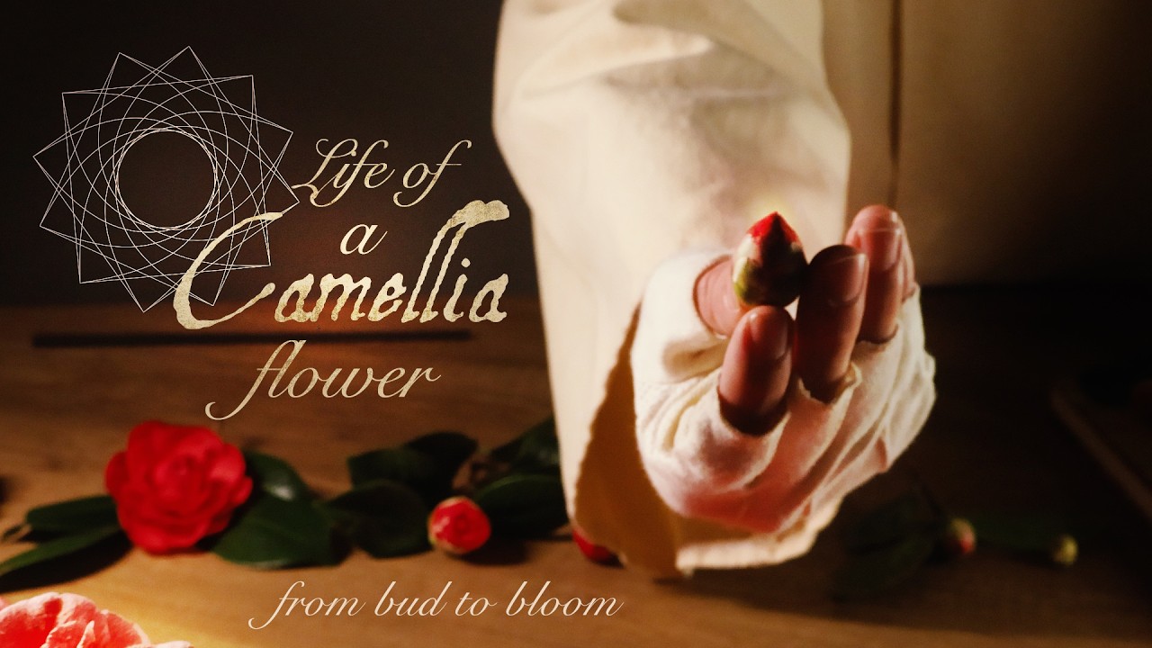 Life of a Camellia flower | ASMR botanical
