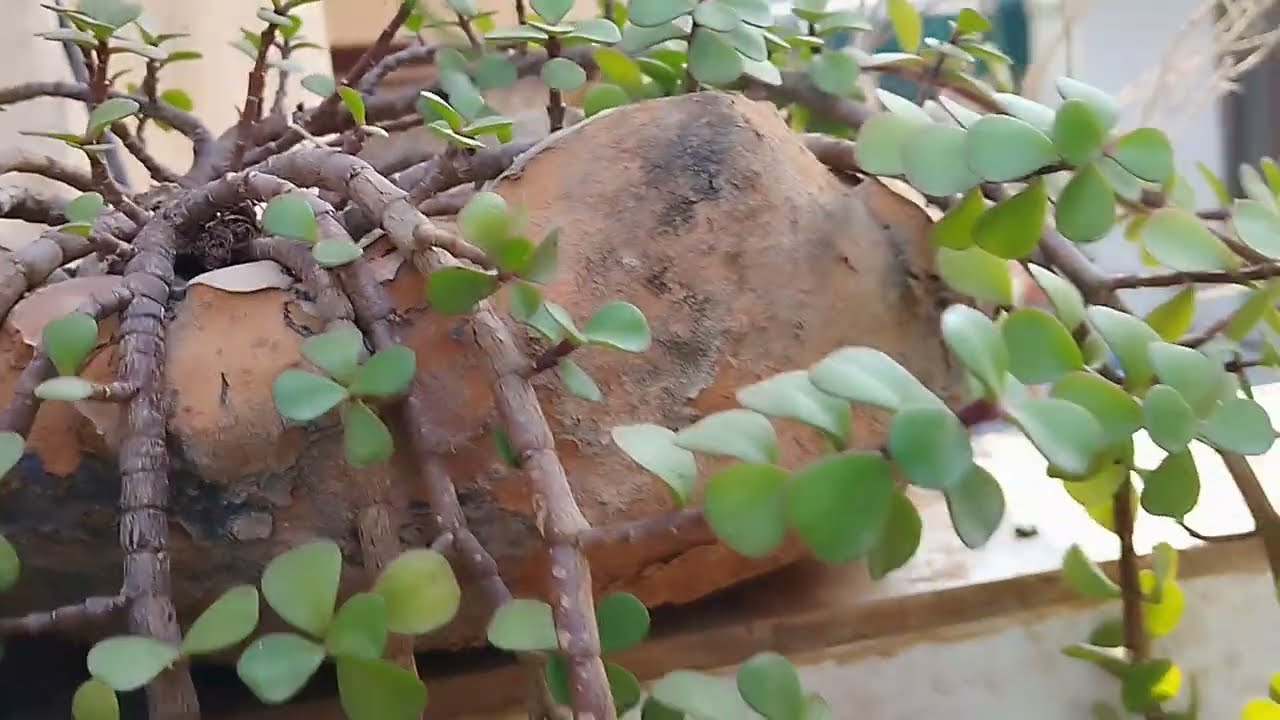 Plants को कैसे ग्रो करे की वो हरे भरे रहे||पौधे किस तरह के होने चाहिये