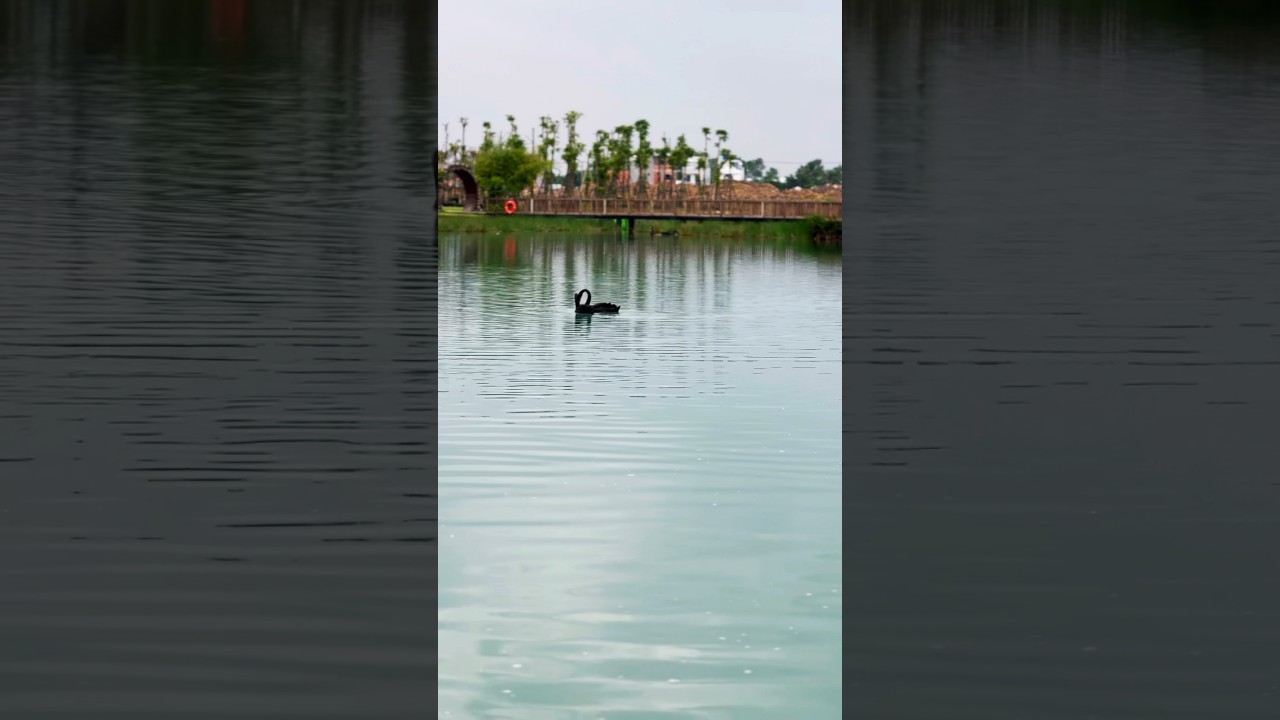 ✨A couple black swan 🦢🦢