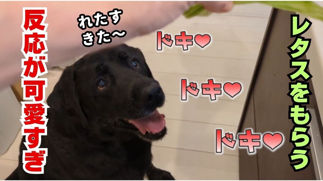 黒ラブがレタスをもらった結果…まさかの反応に癒された【ラブラドール/犬/癒し】