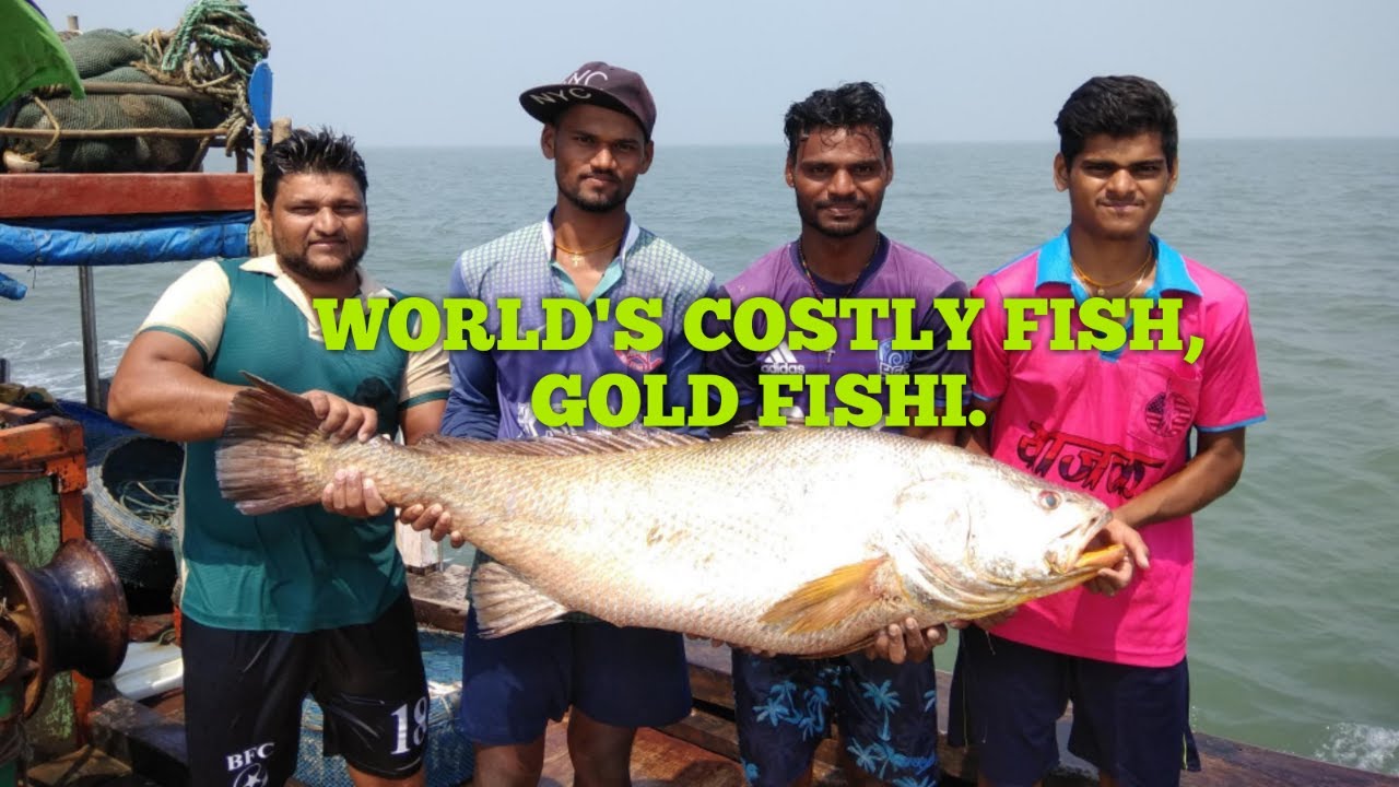 जगातील सर्वात महाग मासा.GHOLE FISH IN DOL FISHING-MUMBAI INDIA . Indian fishing.