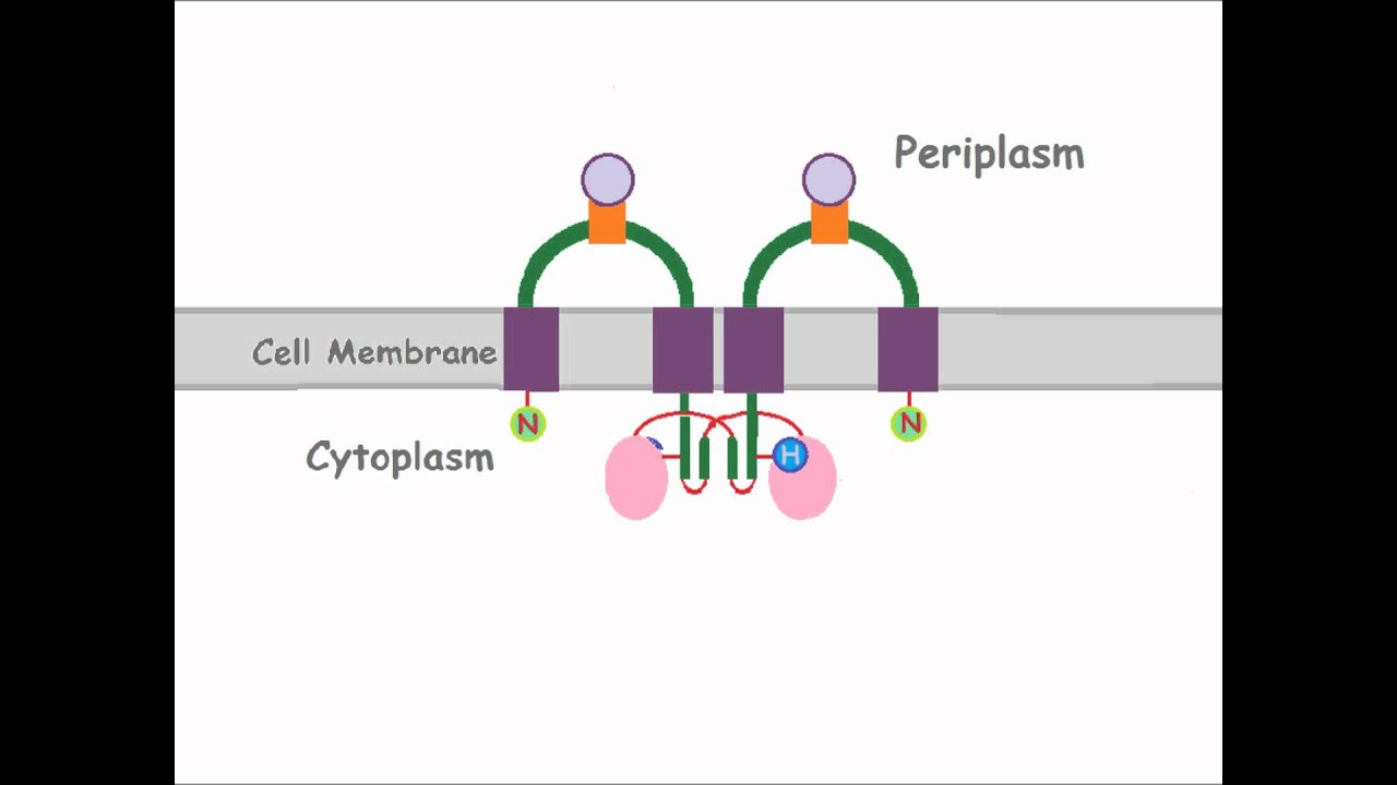 Two-Component Signaling