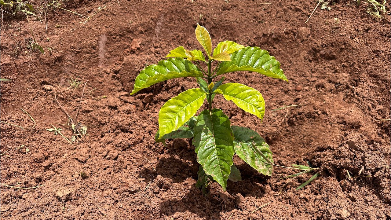 Повседневная жизнь на кофейной ферме #вирусноевидео #природа #фермерство #fyp