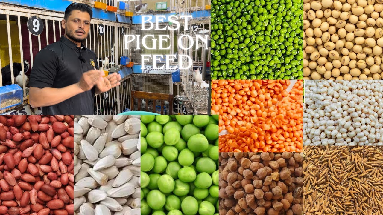 Premium quality Pigeon feed (please watch full video)