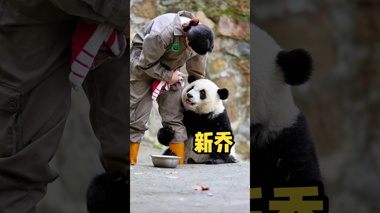 Panda Xin Qiao with keeper.#panda #pandalife #cute #cutepanda #cutepandavideo #funny