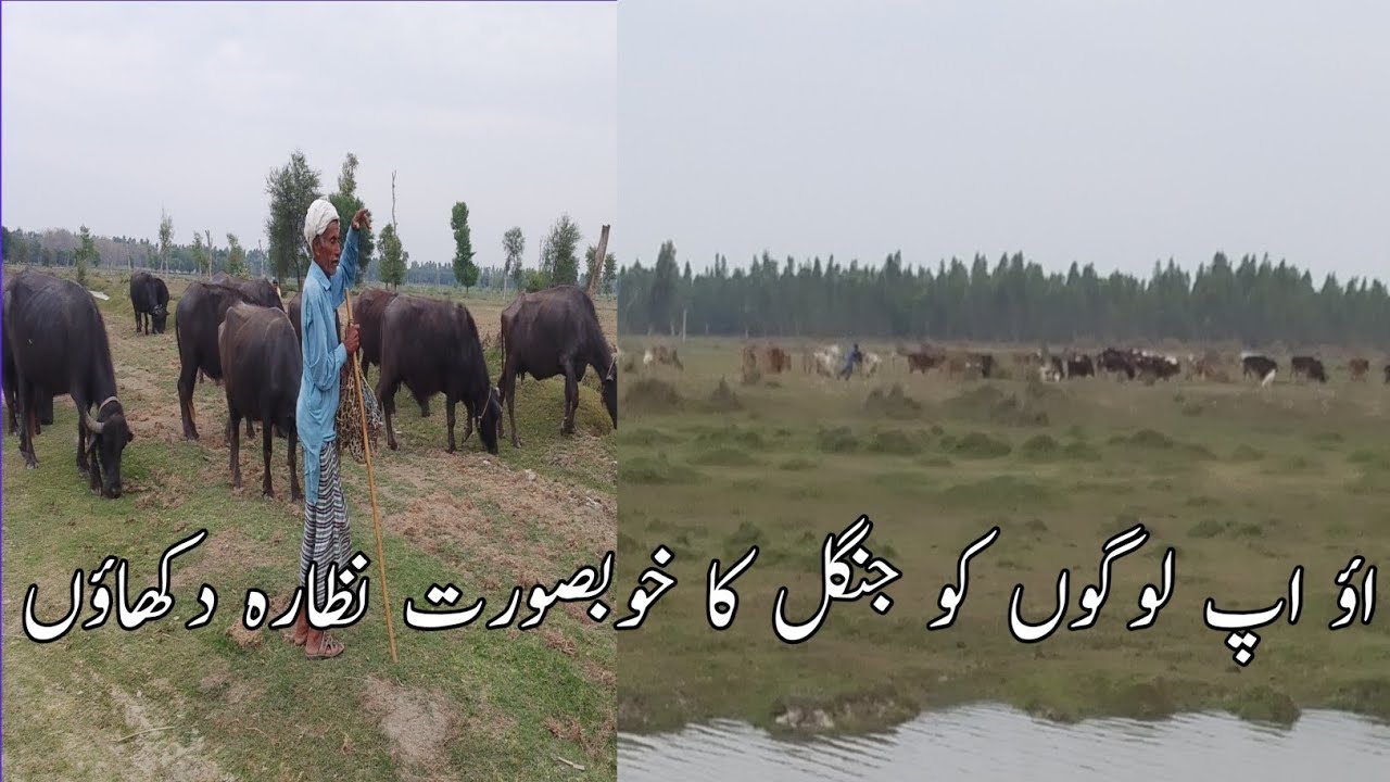 اؤ اپ لوگوں کو جنگل کا خوبصورت نظارہ دکھاؤں