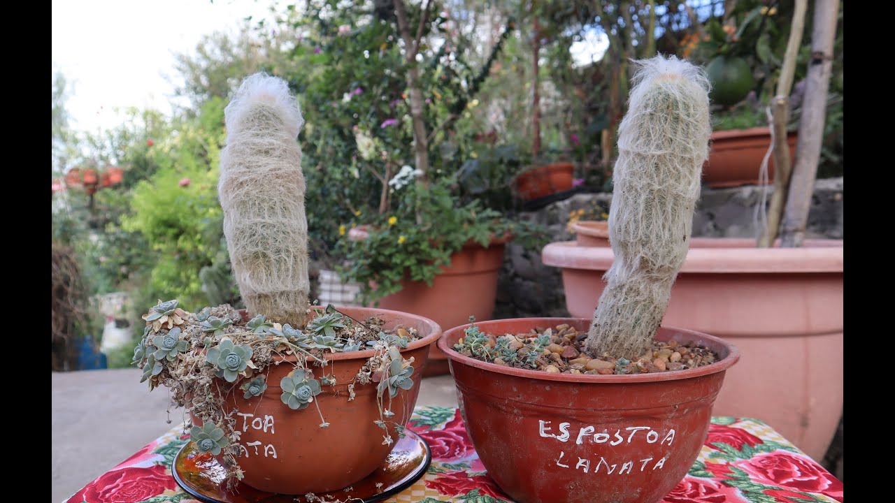 Cactus Abuelo - Características y Cuidados - Espostoa lanata - Cactus Viejito - Viejo del Perú