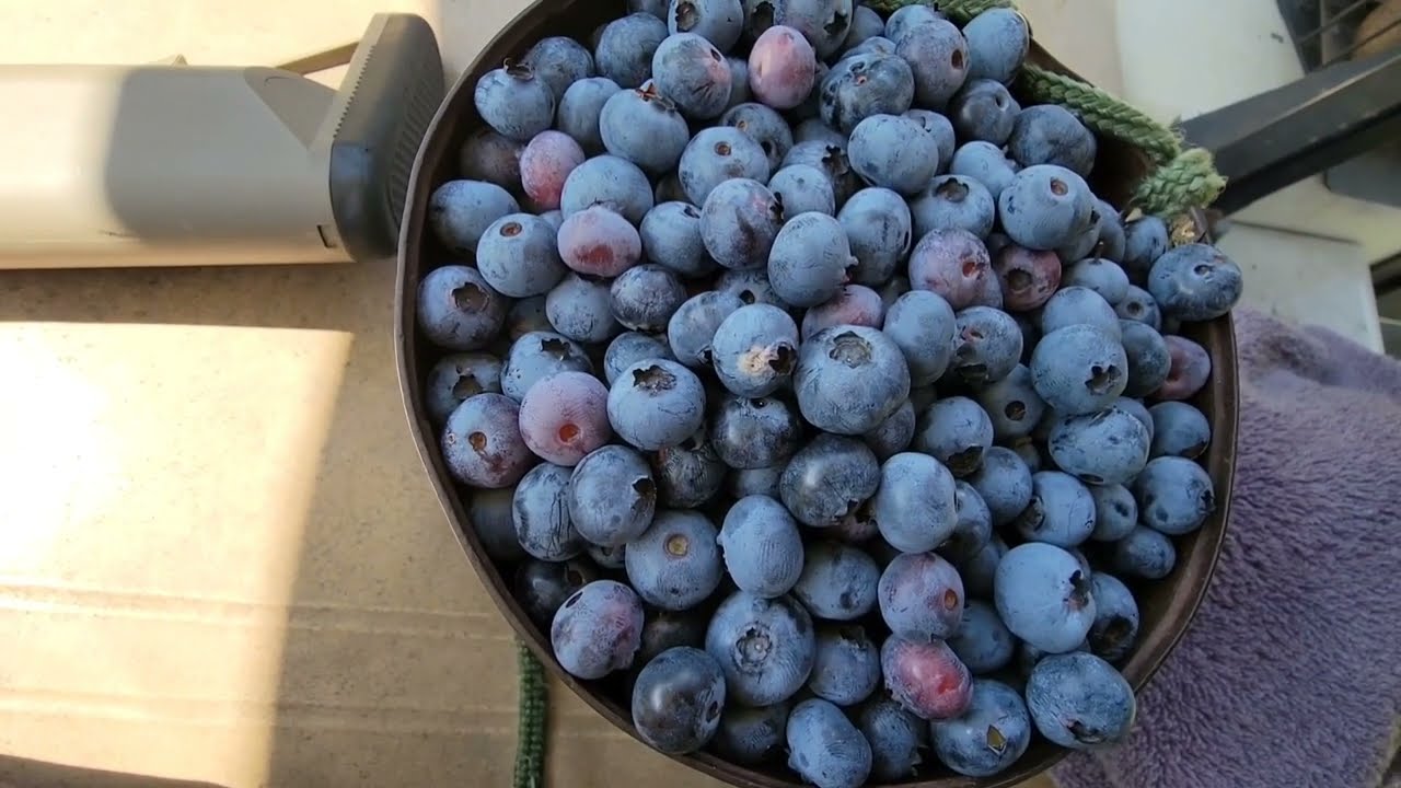 Hand picking blueberries  🫐  (Real Time)