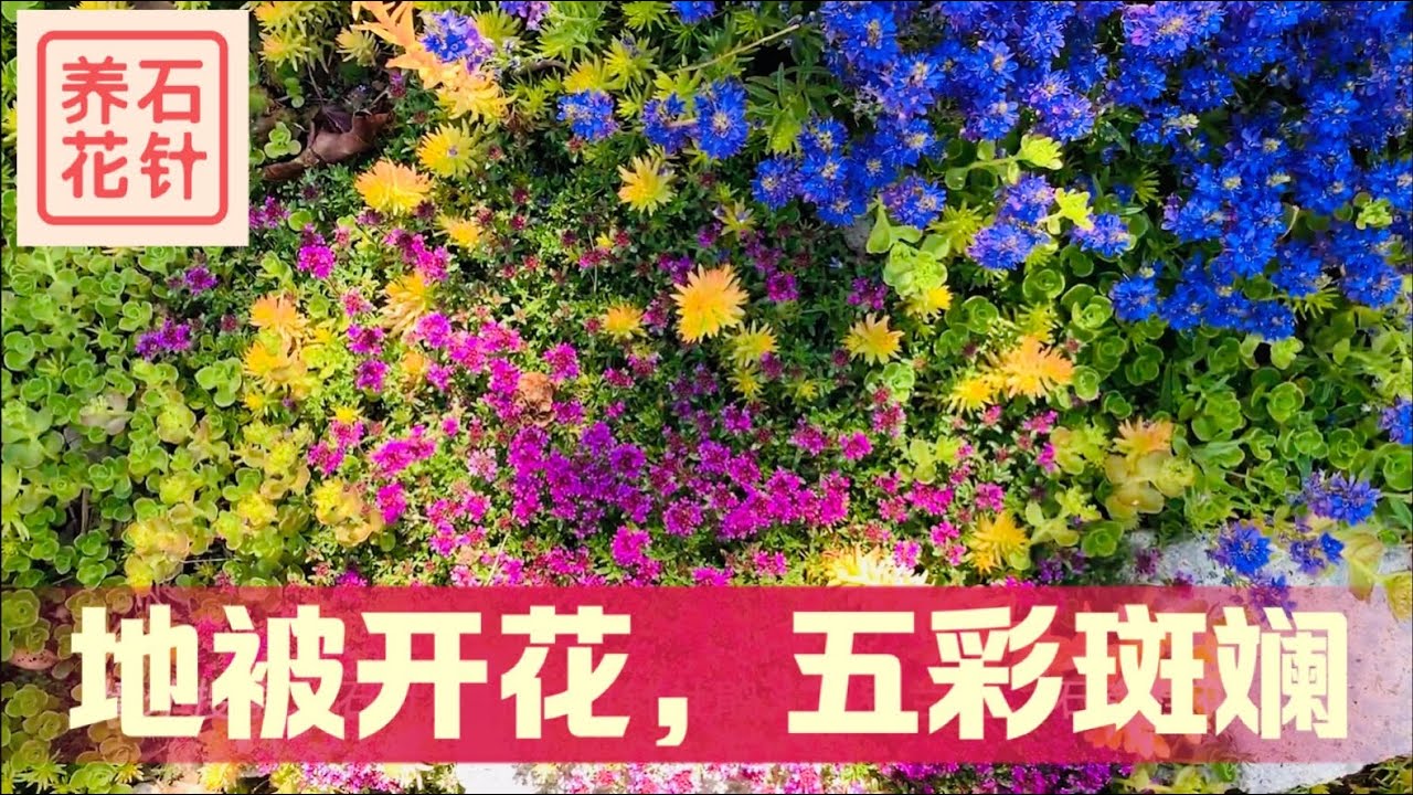 地被植物组成的小花园 - 颜色艳丽的多年生植物，耐寒耐旱，少打理，效果佳 (花名见说明区)