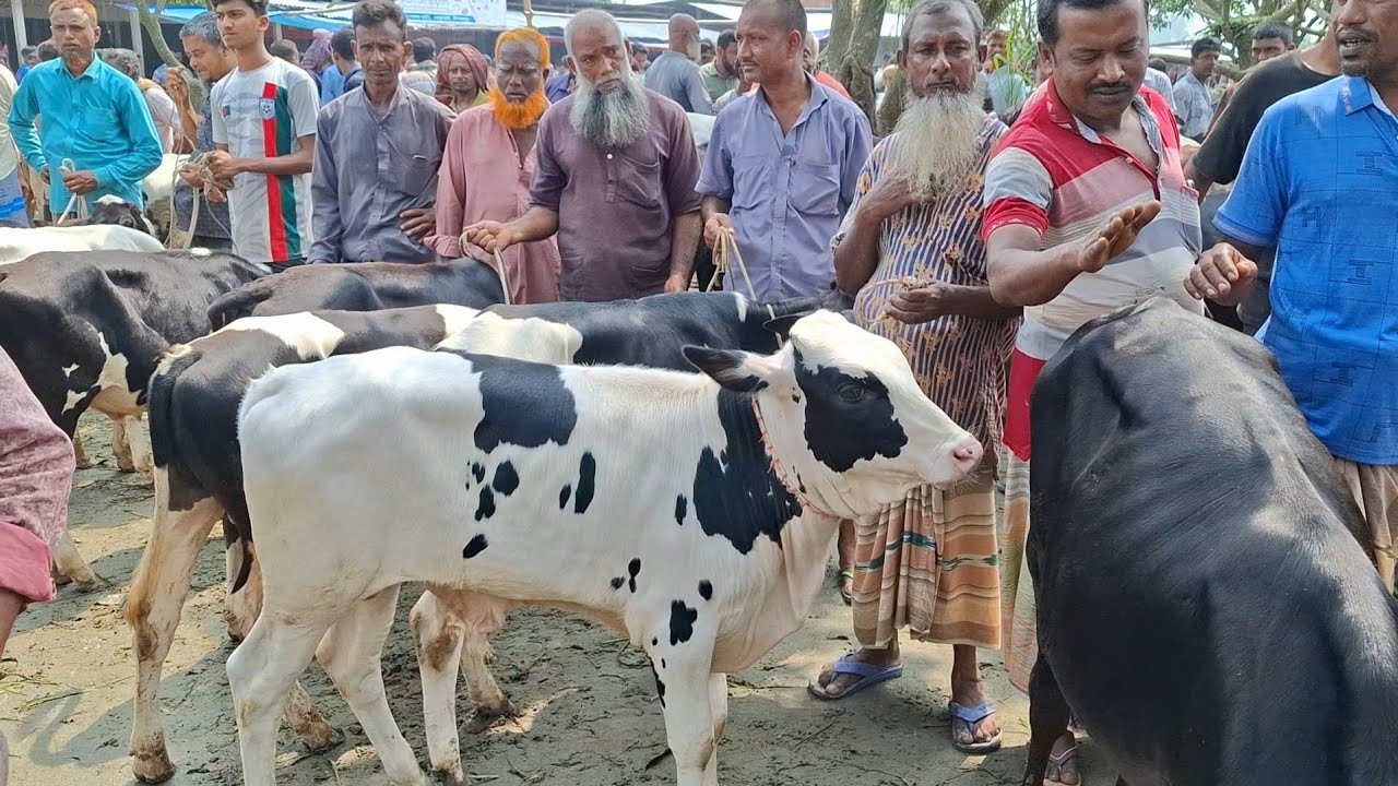 ২৬ ফেব্রুয়ারি 2026| ফ্রিজিয়ান ও ক্রসজাতের ষাঁড় বাছুর গরুর দাম জানুন | রানীগঞ্জ হাট | থেকে  