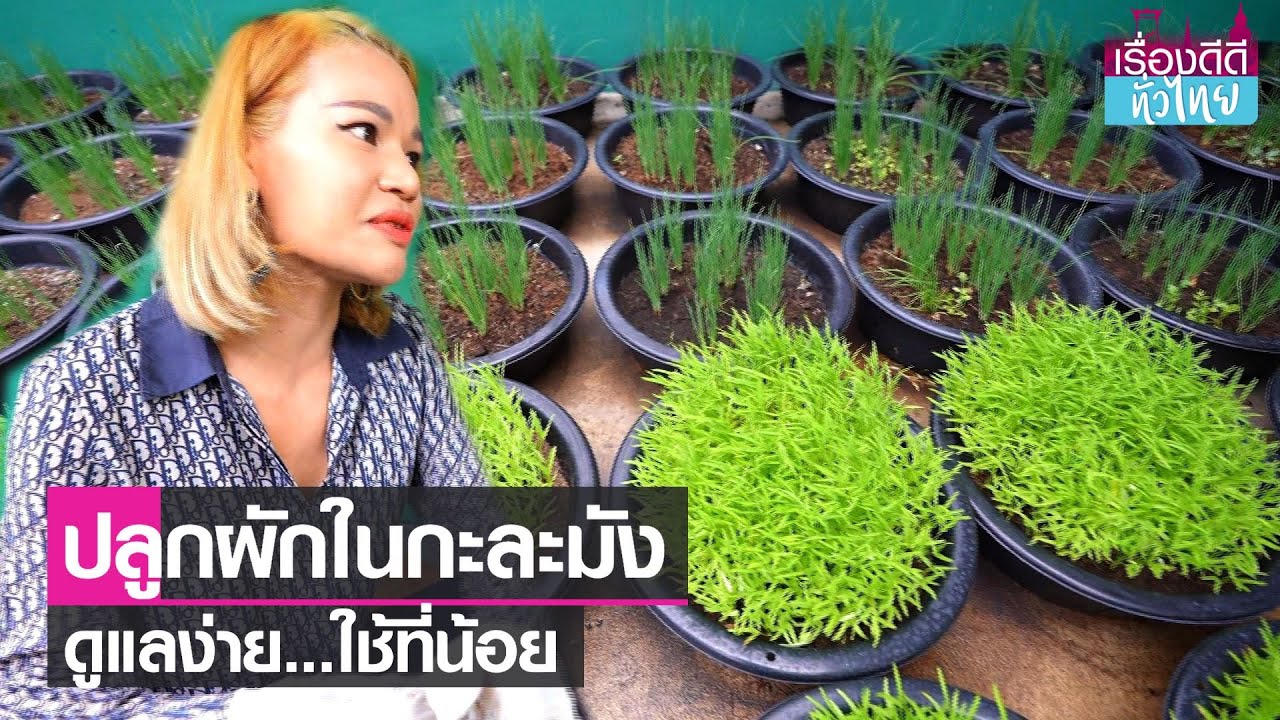 ปลูกผักในกะละมัง สร้างรายได้หลักหมื่นต่อเดือน I เรื่องดีดีทั่วไทย I 19-5-65
