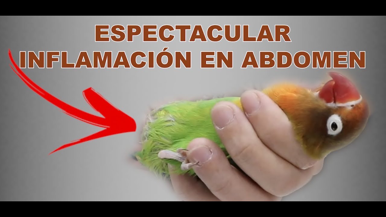 ¡AGAPORNI CON ABDOMEN TREMENDAMENTE INFLAMADO! 🦜