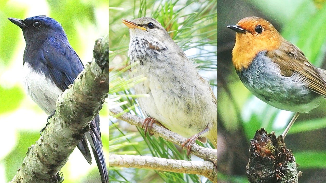 日本三鳴鳥の鳴き声１時間【オオルリ・ウグイス・コマドリ】