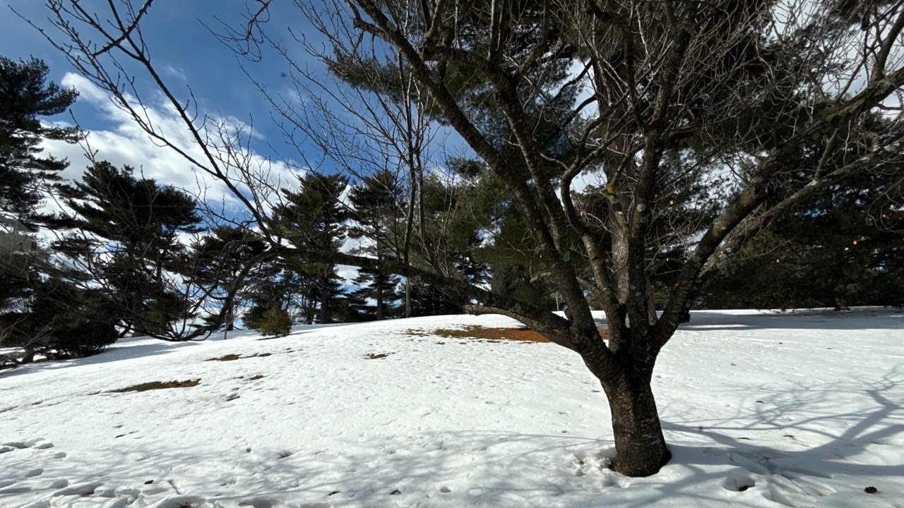 🔴 NYC Live: New York Botanical Garden 🥶❄️- 2/12/26