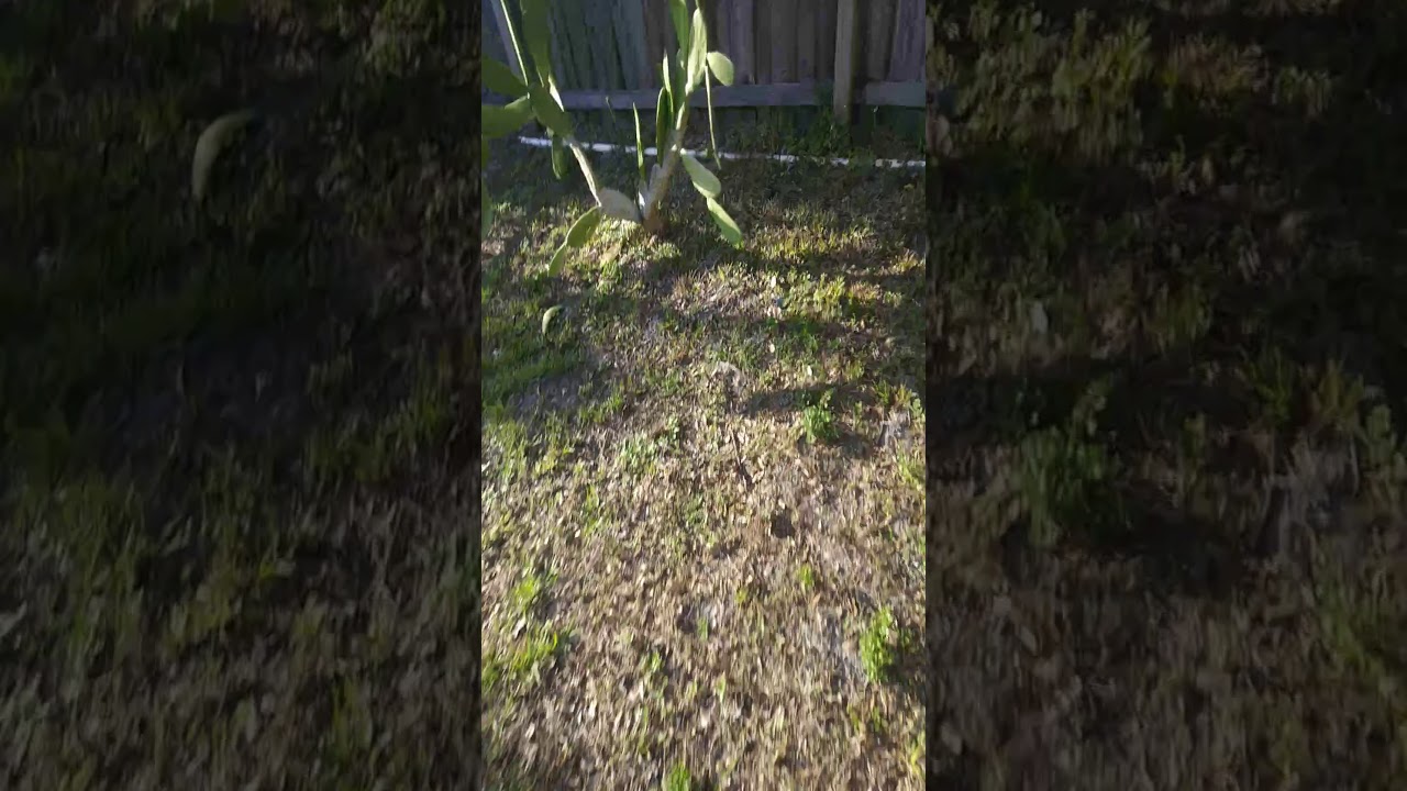 I slap a cactus