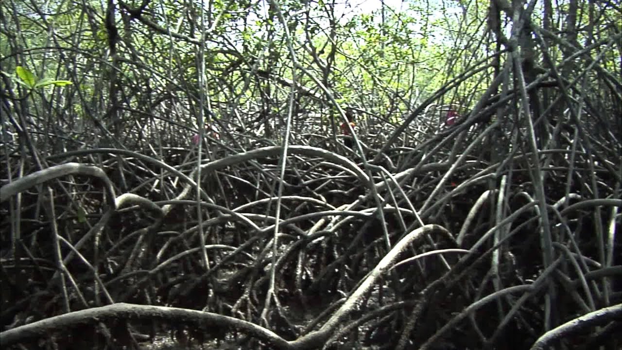 FOGON DE NEGROS - Leonor Espinosa