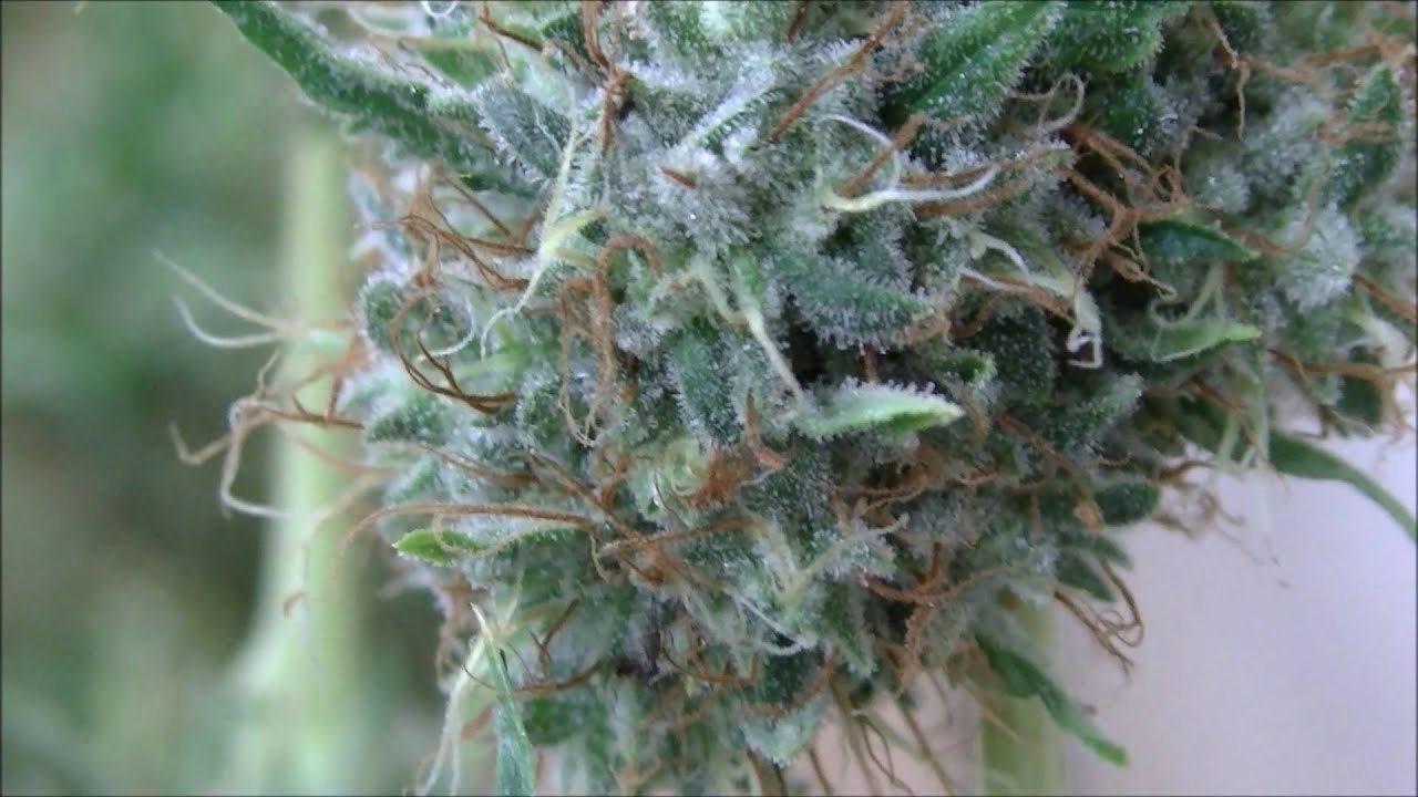 StarDestroyer Harvest pt1